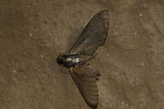 Sphinginae