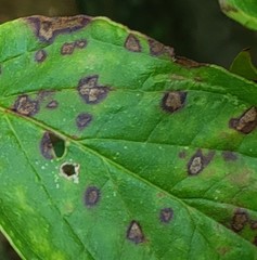 Sphaerulina cornicola