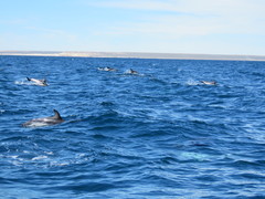 Sagmatias obscurus