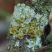 Smooth Axil-bristle Lichen - Photo (c) Vitaly Charny, some rights reserved (CC BY-NC), uploaded by Vitaly Charny