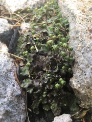Marchantia polymorpha