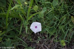 Ipomoea sagittifolia