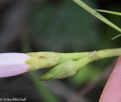 Ipomoea sagittifolia