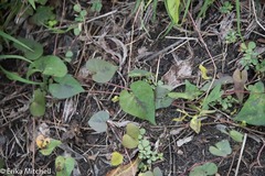 Ipomoea sagittifolia