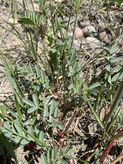 Astragalus bisulcatus