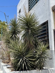 Yucca capensis