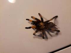 Aphonopelma moderatum