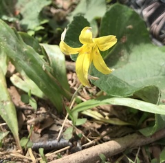 Tulipa sylvestris