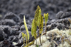 Polypodium pellucidum vulcanicum