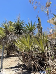 Yucca capensis