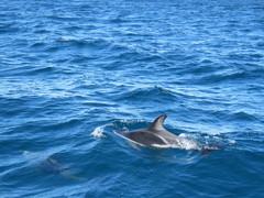 Sagmatias obscurus