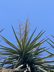 Yucca capensis