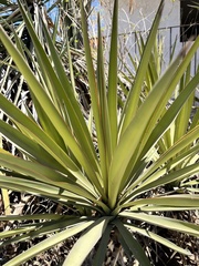 Yucca capensis