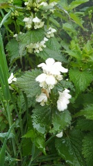 Lamium album