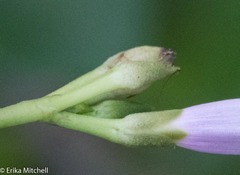 Ipomoea sagittifolia