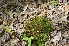 Polytrichastrum ohioense
