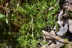 Polytrichastrum ohioense