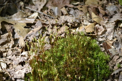 Polytrichastrum ohioense