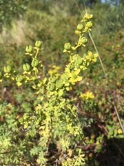 Ruta chalepensis