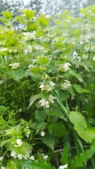 Lamium album