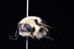Cephenemyia phobifer