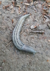 Limax cinereoniger