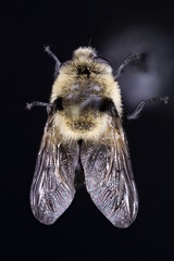 Cephenemyia phobifer