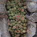Monanthes polyphylla amydros - Photo (c) Michael 2020, algunos derechos reservados (CC BY-NC), subido por Michael 2020