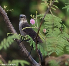 Quiscalus lugubris