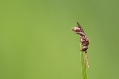 Nomada
