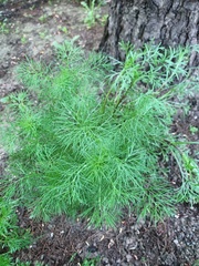 Tripleurospermum inodorum