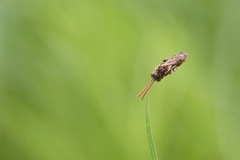 Nomada