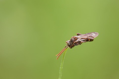 Nomada
