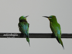 Merops persicus