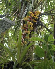 Guzmania xanthobractea
