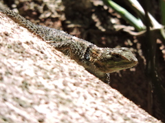 Sceloporus serrifer
