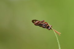 Nomada