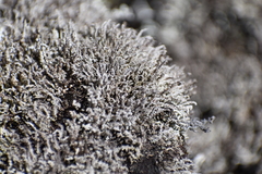 Stereocaulon vulcani