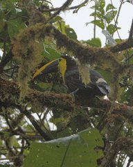 Ramphastos brevis