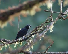Cacicus uropygialis microrhynchus