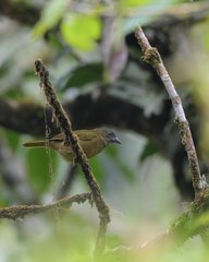 Chlorospingus semifuscus