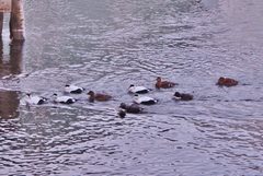 Somateria mollissima