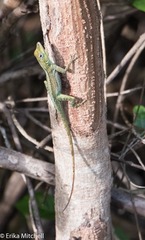 Anolis roquet salinei