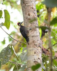 Campephilus