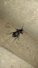 Carabus exaratus