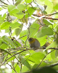 Chlorospingus flavigularis