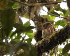 Glaucidium nubicola