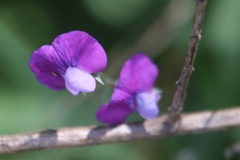 Lathyrus hirsutus