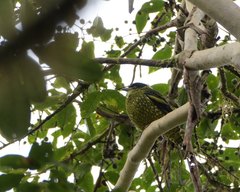 Ampelioides tschudii