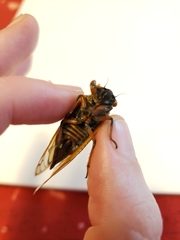 Magicicada septendecula